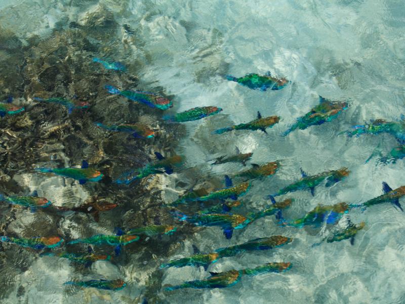 Machchafushi Island Resort & Spa Maldives, The Centara Collection