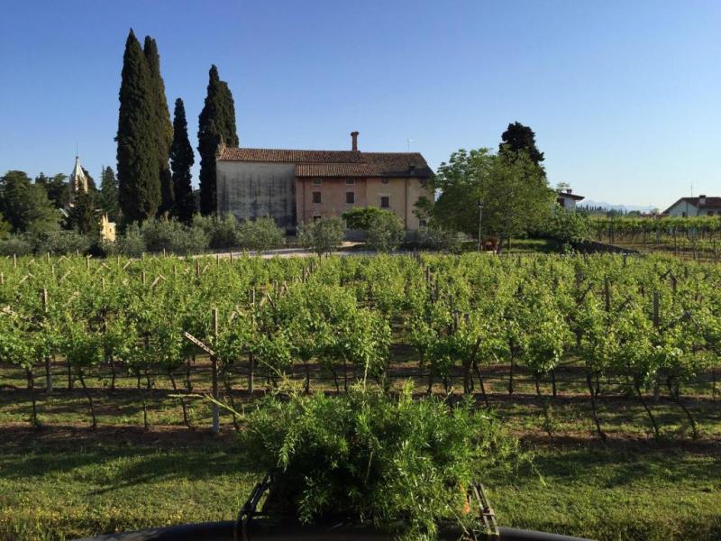 Villa dei Cedri