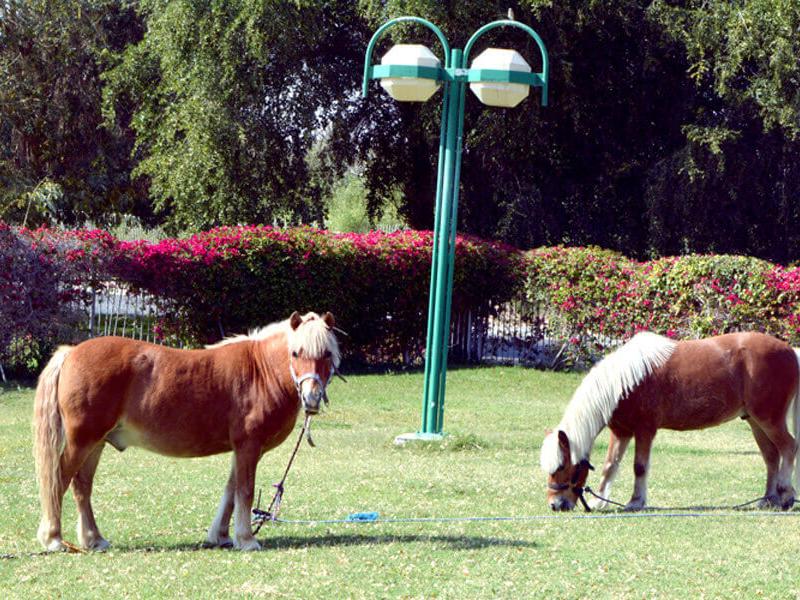 One to One Hotel & Resort Ain Al Faida