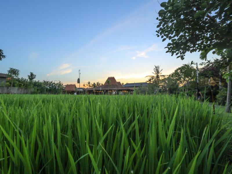 Alaya Resort Ubud