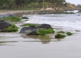 Отель Mawella Beach Resort Шри-Ланка, Тангалле, фото 15
