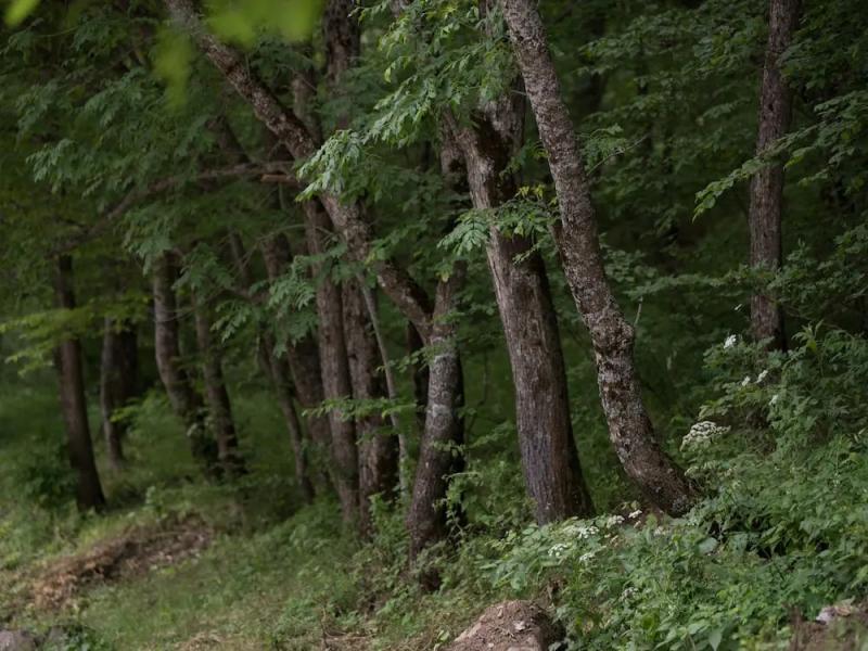 Best Resort Aghveran Hotel