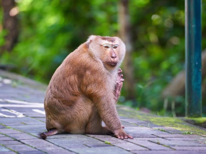 Phuket 43 Guesthouse