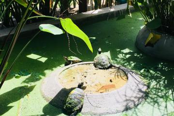 Отель Sahaa Beach Resort Камбоджа, Сиануквиль, фото 8