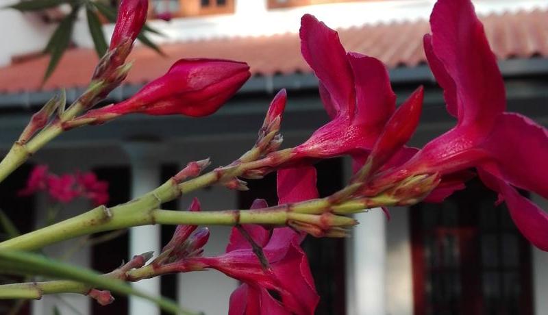 Hikkaduwa Breeze Villa