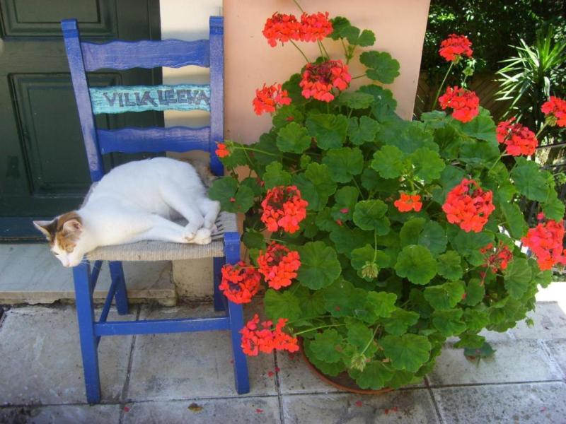 Villa Armonia